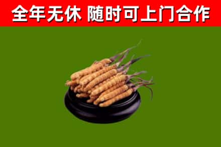 南涧县回收散虫草
