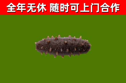 南涧县回收海参干